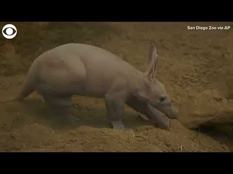 Aardvark pup born at San Diego Zoo for first time in 35 years