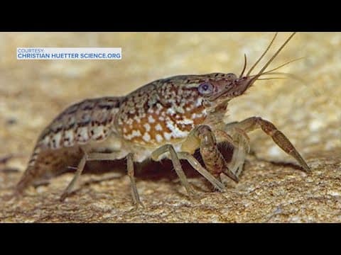 Texans need to be worried about this self-cloning crayfish