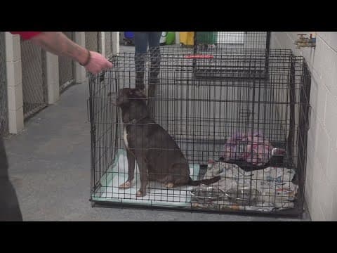 184 animals surrendered in Morristown hoarding case