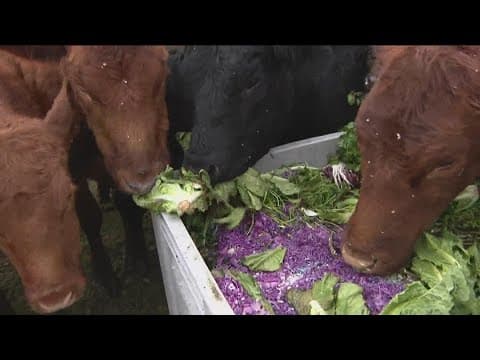 Feeding San Diego's 'Zero Waste' program sends discarded food to farms