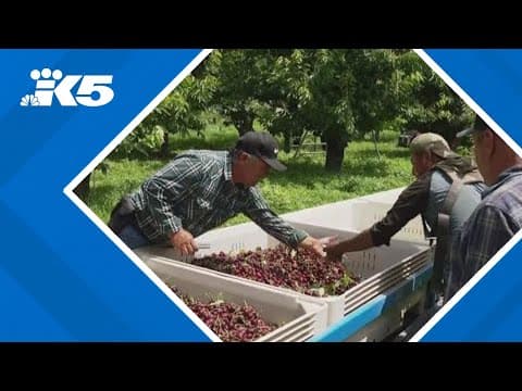 Fear of ICE raids causing farm worker shortage in Washington