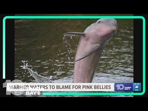 Warmer waters to blame for pink bellies on dolphins