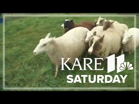 Sheepdogs get to work at Fall Fest