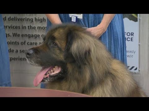 Big therapy dog with an even bigger heart retires in Maryland