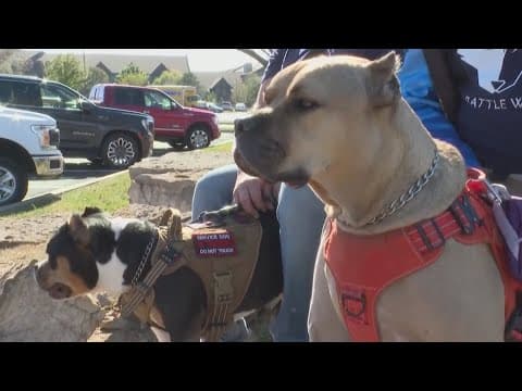'Dogs 4 Valor' helps veterans with PTSD