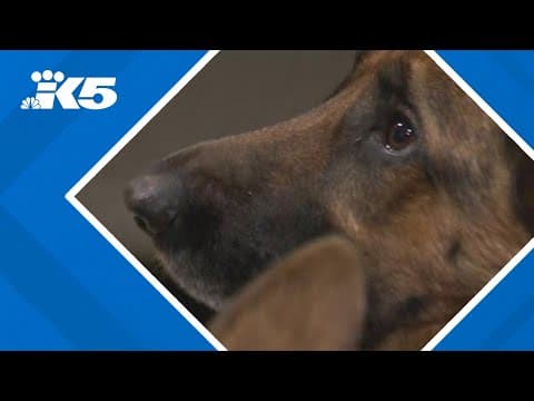 Giving a pet for Christmas? Here's how to create the safest environment