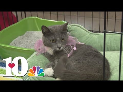 Spring cat show coming to Knoxville