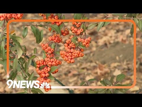 Winter watering: Essential steps to keep your gardens thriving