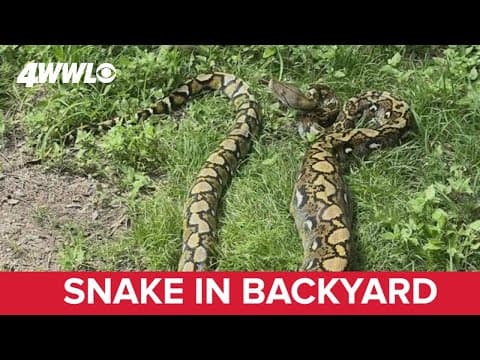 Man finds python in his Houma backyard