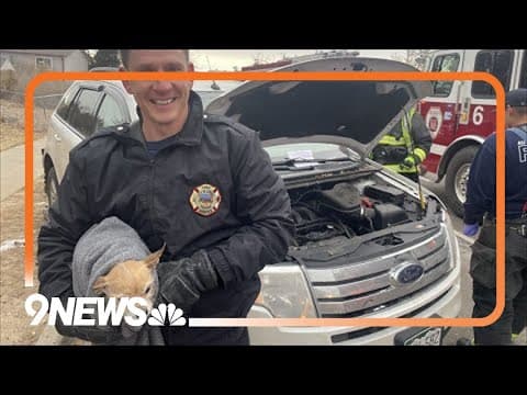 Dog rescued from under car's hood during cold Colorado weather