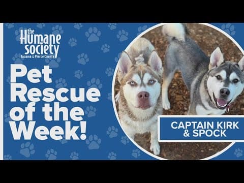 Pet Rescue of the Week: Captain Kirk and Spock