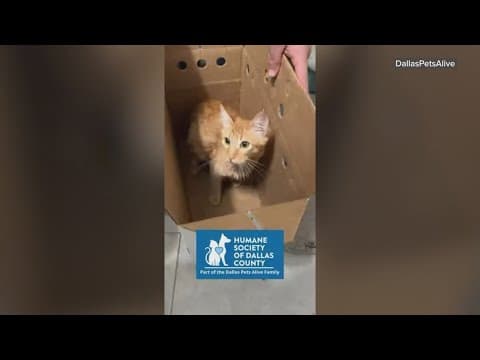 Dallas Pets Alive and Humane Society merge to help pets