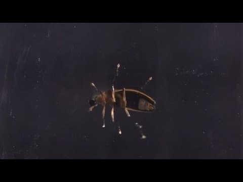 GSMNP announces 2025 synchronous firefly lottery, viewing dates