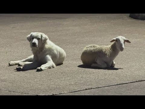 Mystery solved!  Dog and sheep that showed up outside Brazoria Co. Sheriff's Office are back home