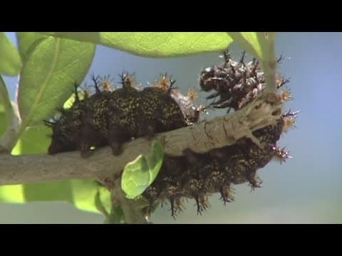 Buck Moth Caterpillar season begins