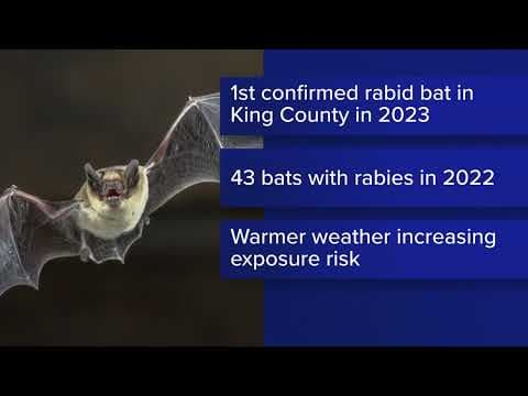 Bat in King County tests positive for rabies