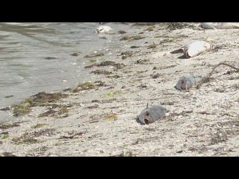 Newest red tide report shows medium concentration off Sarasota coast