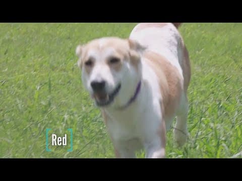 Tailwaggers: Meet Red!