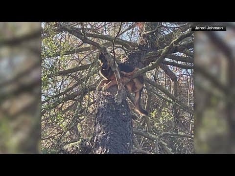 Dog goes viral for getting stuck 30 feet up a tree