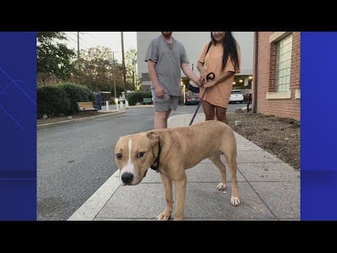 HRA reaches their goal, all 48 dogs were adopted in 48 hours