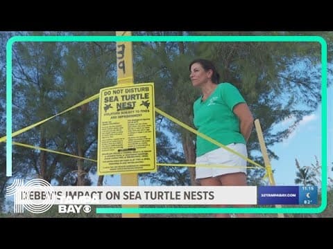 Debby washes away more than 100 sea turtle nests on Anna Maria Island