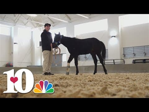 How a foal has a chance at life after being born 2 months early