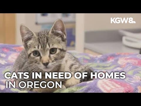 Oregon Humane Society expresses great need for adoptions during National Kitten Day