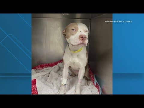 Southeast DC dog shot in face, animal groups seek suspect