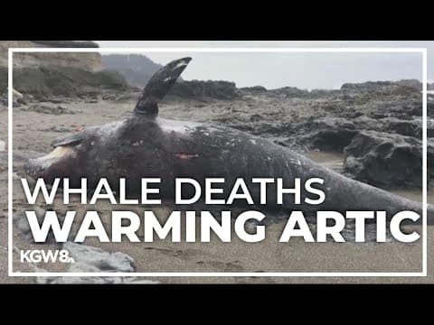 West Coast gray whale deaths linked to warming Arctic