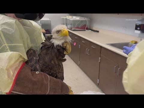 Bald eagle rescued from Neches River