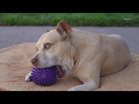 Dog that spent nearly 2 years at League City Animal Shelter finds 'furever' home
