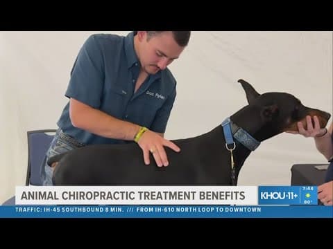 Animal chiropractor discusses chiropractic benefits for animals