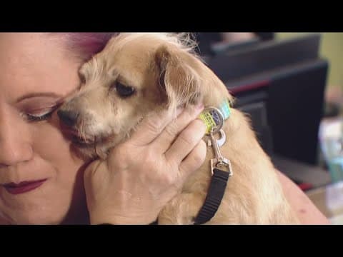 Missing dog reunited with owners more than 330 miles from home