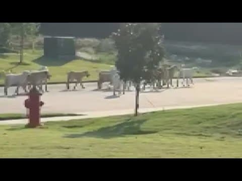 North Texas town seeking solutions to wild dog problem