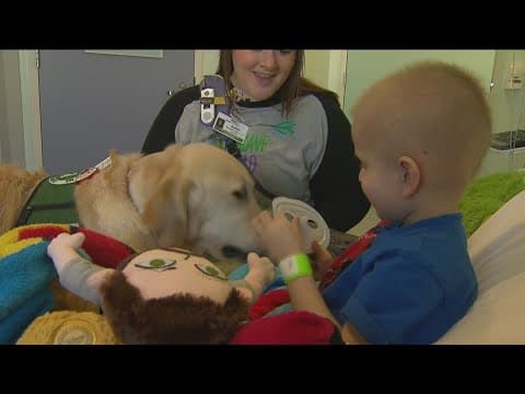 Help Rady Children's launch a professional canine therapy program | Working Fur Kids