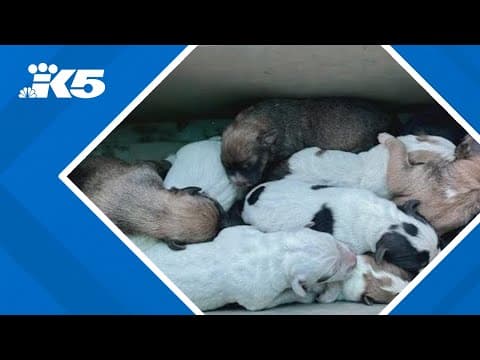 Hikers find box of newborn puppies near Capital State Forest trailhead