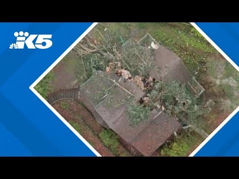 Fallen tree splits Kingston family home in half during bomb cyclone
