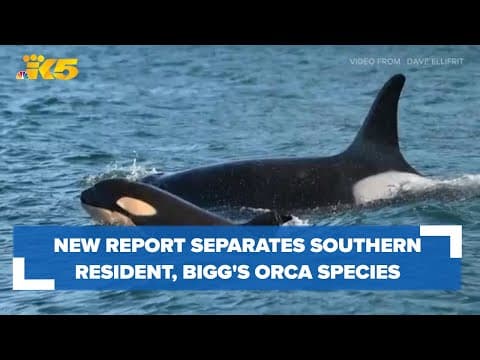 What's the difference between Southern Resident and Bigg's killer whales?