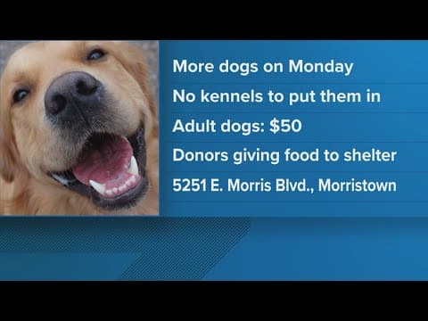 Morristown animal shelter sees risk of euthanasia as adoption rates decline