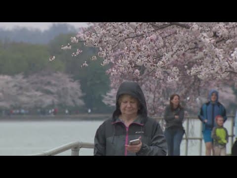How a cold winter impacts peak cherry blossom bloom