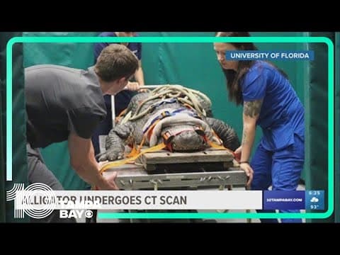 Huge alligator gets CT scan at the University of Florida