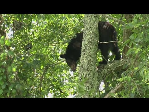3 bears put down after woman reportedly bitten, dragged from porch near Gatlinburg