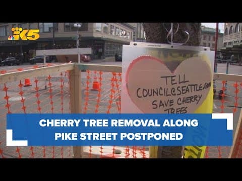 Cherry tree removal along Pike Street postponed