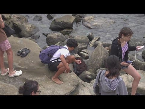 CBS 8 camera captures people getting 'too close' to marine animals at La Jolla Cove