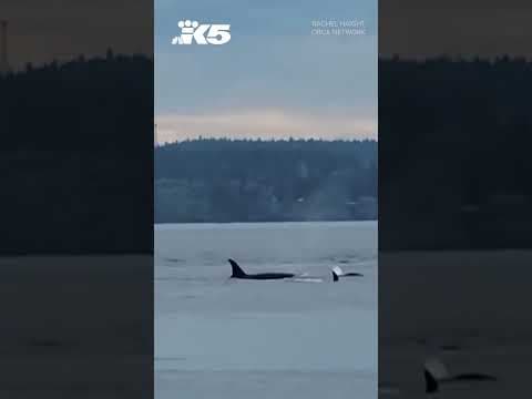 All three southern resident orca pods return to Puget Sound