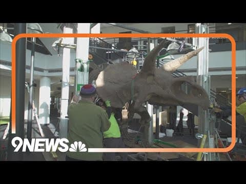 CU Boulder welcomes full-scale Triceratops replica skeleton
