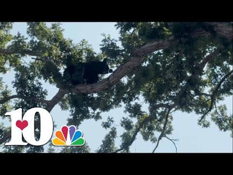 Check this out! A bear-y adventurous bear goes nuts with a hearty acorn meal in the treetops!