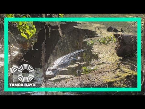 Want to see a gator? How you can safely spot one