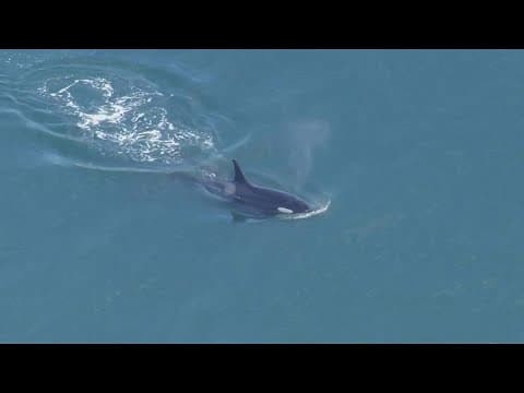 Southern Resident orcas spotted in Salish Sea for more than two weeks