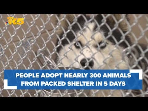 People adopt nearly 300 animals from Tacoma-Pierce County Humane Society in five days